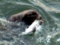 California Sea Lion