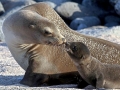 California Sea Lion
