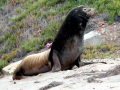 California Sea Lion
