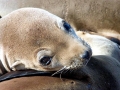 California Sea Lion