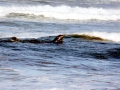 California Sea Lion