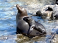 California Sea Lion
