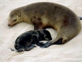 California Sea Lion