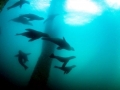 California Sea Lion