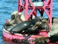 California Sea Lion