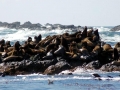 California Sea Lion
