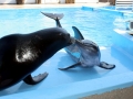 California Sea Lion