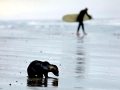 California Sea Lion