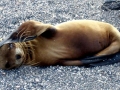 California Sea Lion