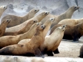 California Sea Lion