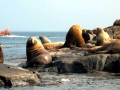 California Sea Lion