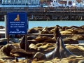 California Sea Lion