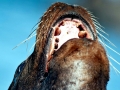 California Sea Lion