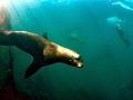 California Sea Lion