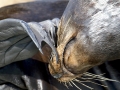 California Sea Lion