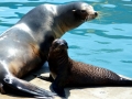 California Sea Lion