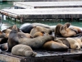 California Sea Lion