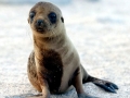 California Sea Lion