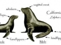 California Sea Lion