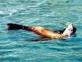 California Sea Lion