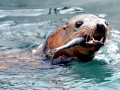 California Sea Lion