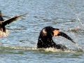 California Sea Lion
