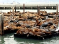 California Sea Lion