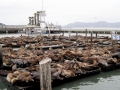 California Sea Lion
