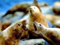 California Sea Lion
