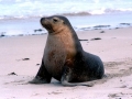 California Sea Lion