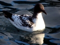 Cape Petrel