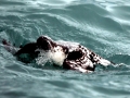 Cape Petrel