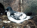 Cape Petrel