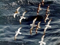 Cape Petrel