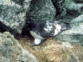 Cape Petrel