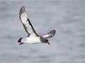 Cape Petrel