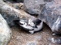 Cape Petrel
