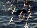 Cape Petrel