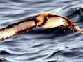 Cape Petrel
