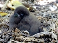 Cape Petrel