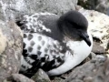 Cape Petrel