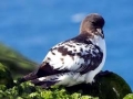 Cape Petrel