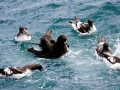 Cape Petrel
