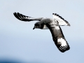 Cape Petrel