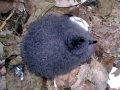 Cape Petrel