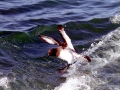 Cape Petrel