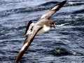 Cape Petrel