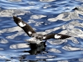 Cape Petrel