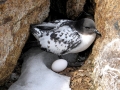 Cape Petrel