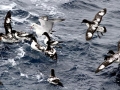 Cape Petrel